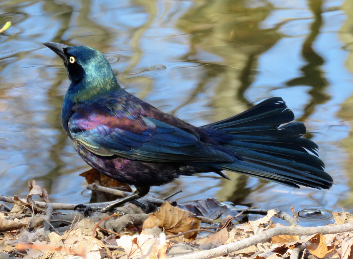 Common Grackle - Randy Bumbury