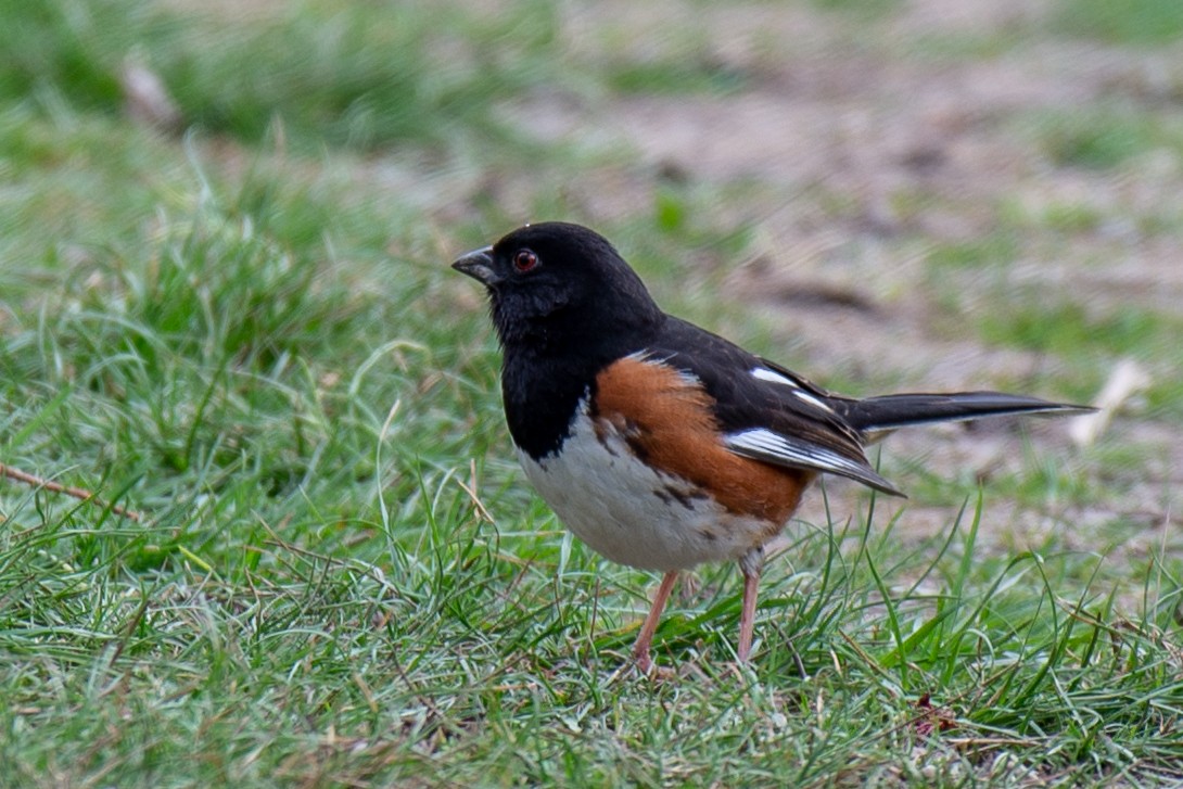 Eastern Towhee - ML95251371