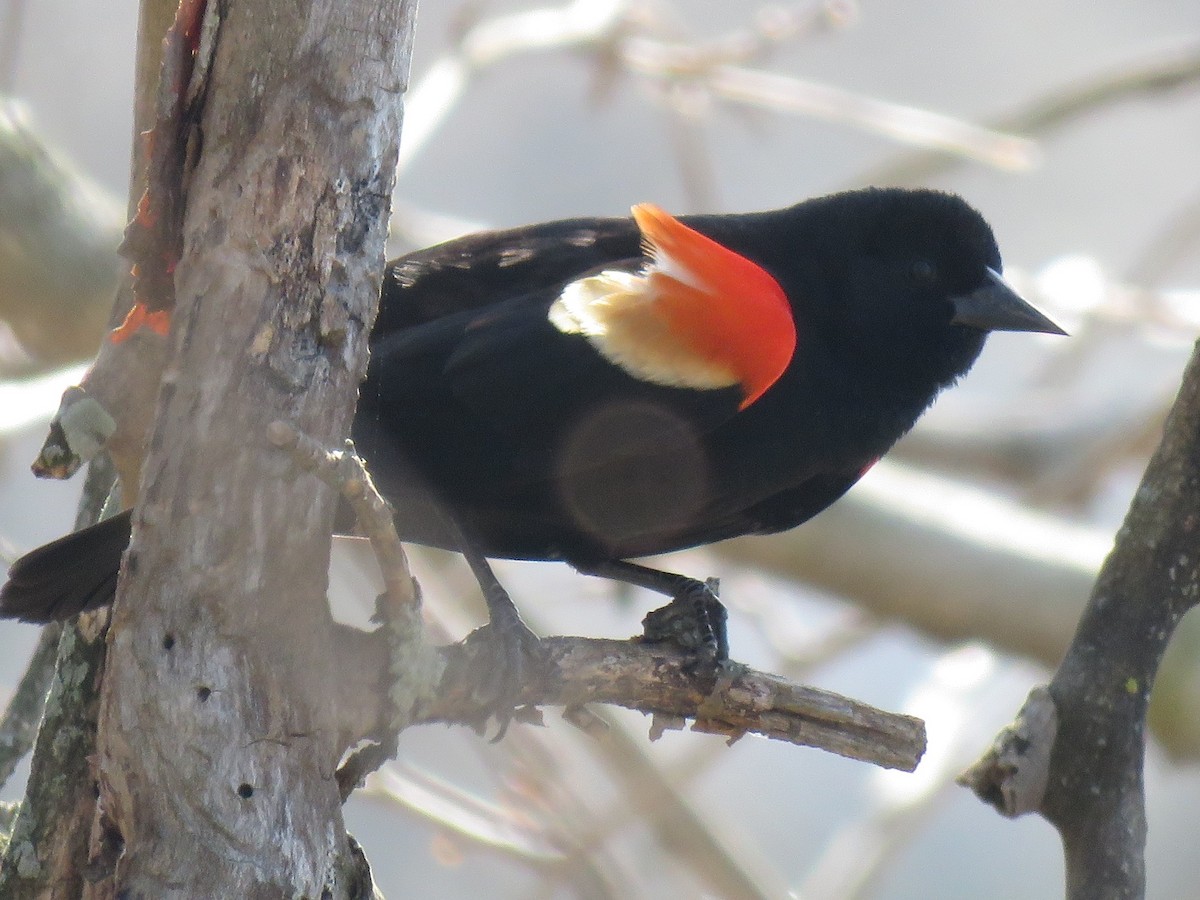 Red-winged Blackbird - ML95253371