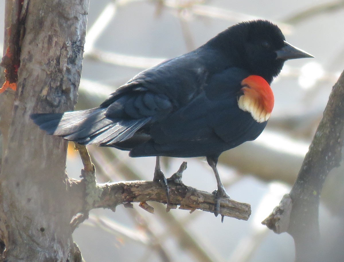 Red-winged Blackbird - ML95253381