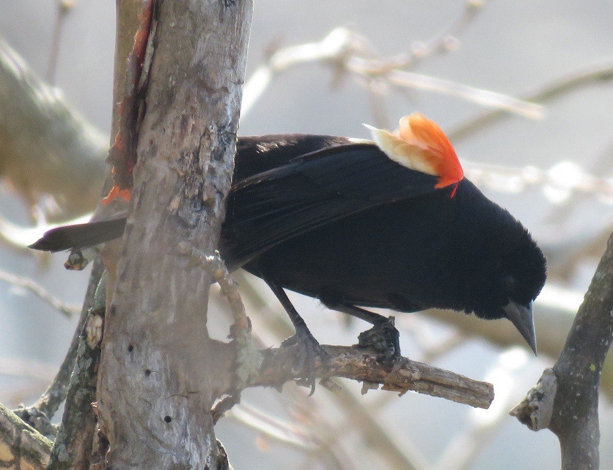 Red-winged Blackbird - ML95253391