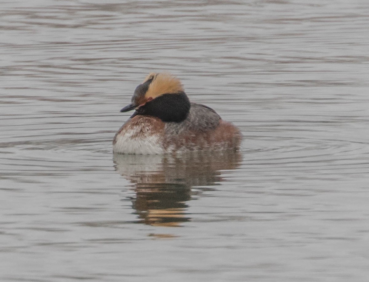 Horned Grebe - ML95254701