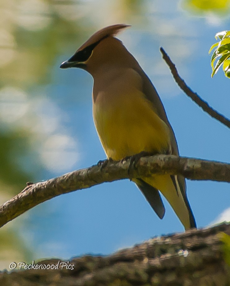 Cedar Waxwing - ML95255211