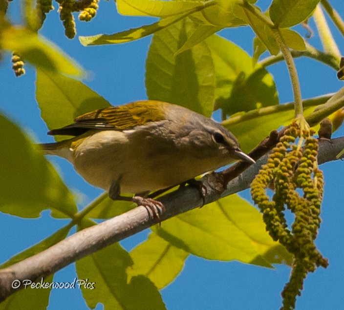 Tennessee Warbler - ML95256371