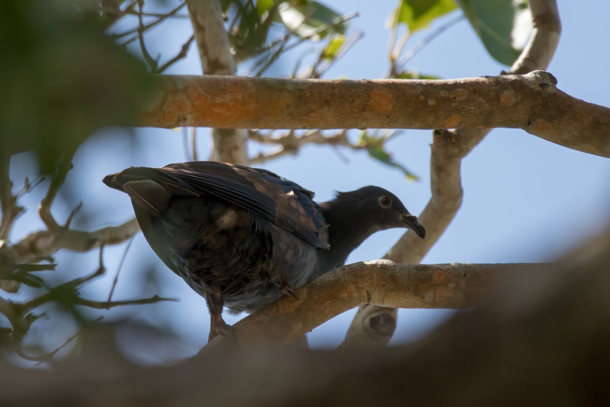 Polynesian Imperial-Pigeon - ML95257431