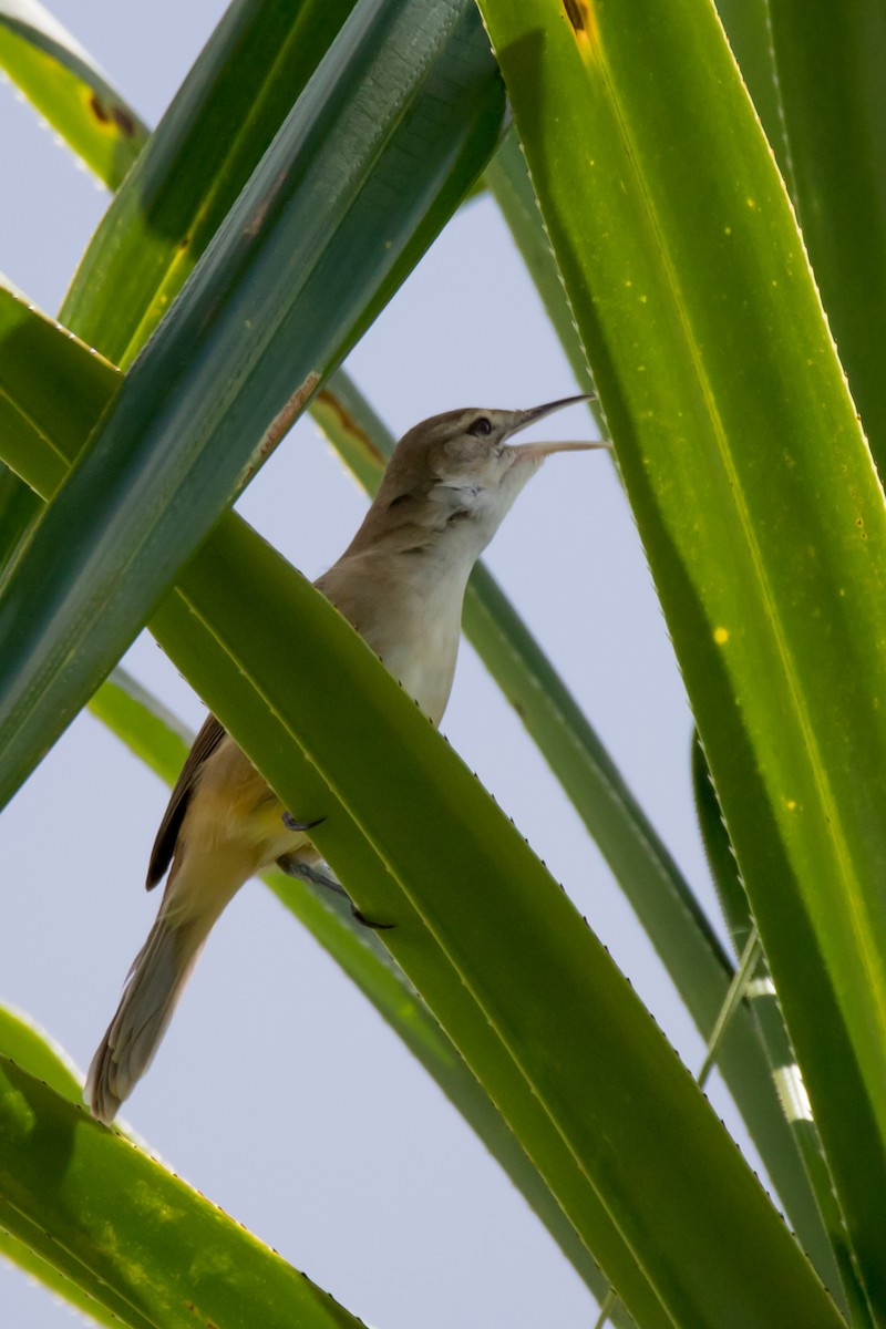 Tuamotu Reed Warbler - ML95257661