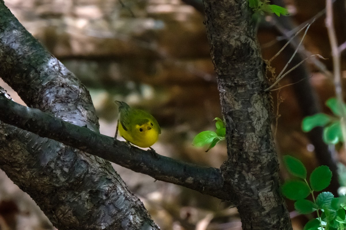 Wilson's Warbler - ML95257711