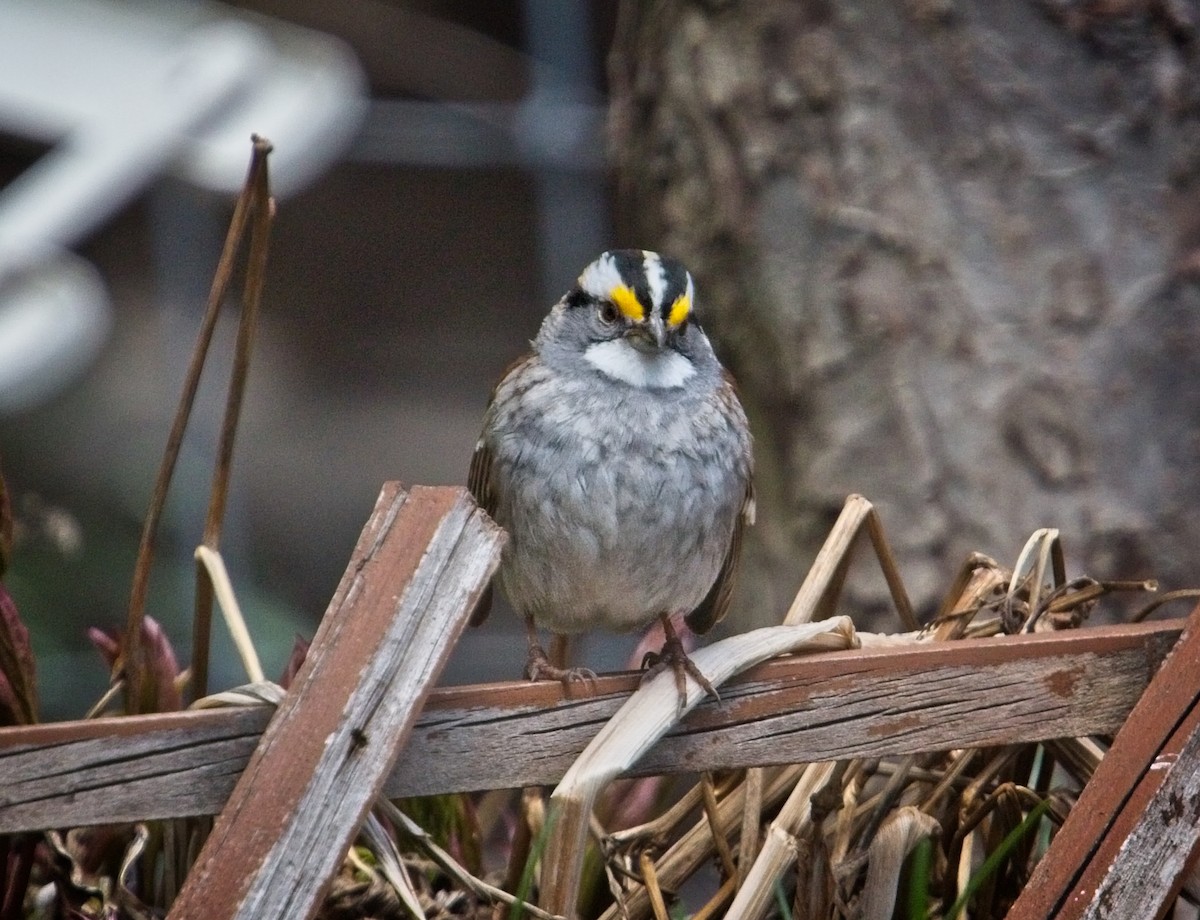 White-throated Sparrow - ML95257961