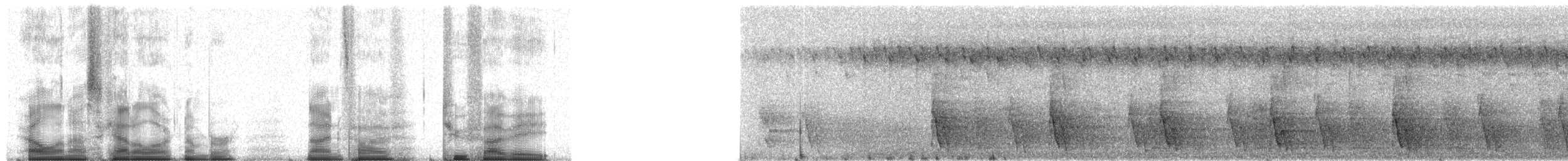 toppkoa (cristata/dumonti) - ML95258