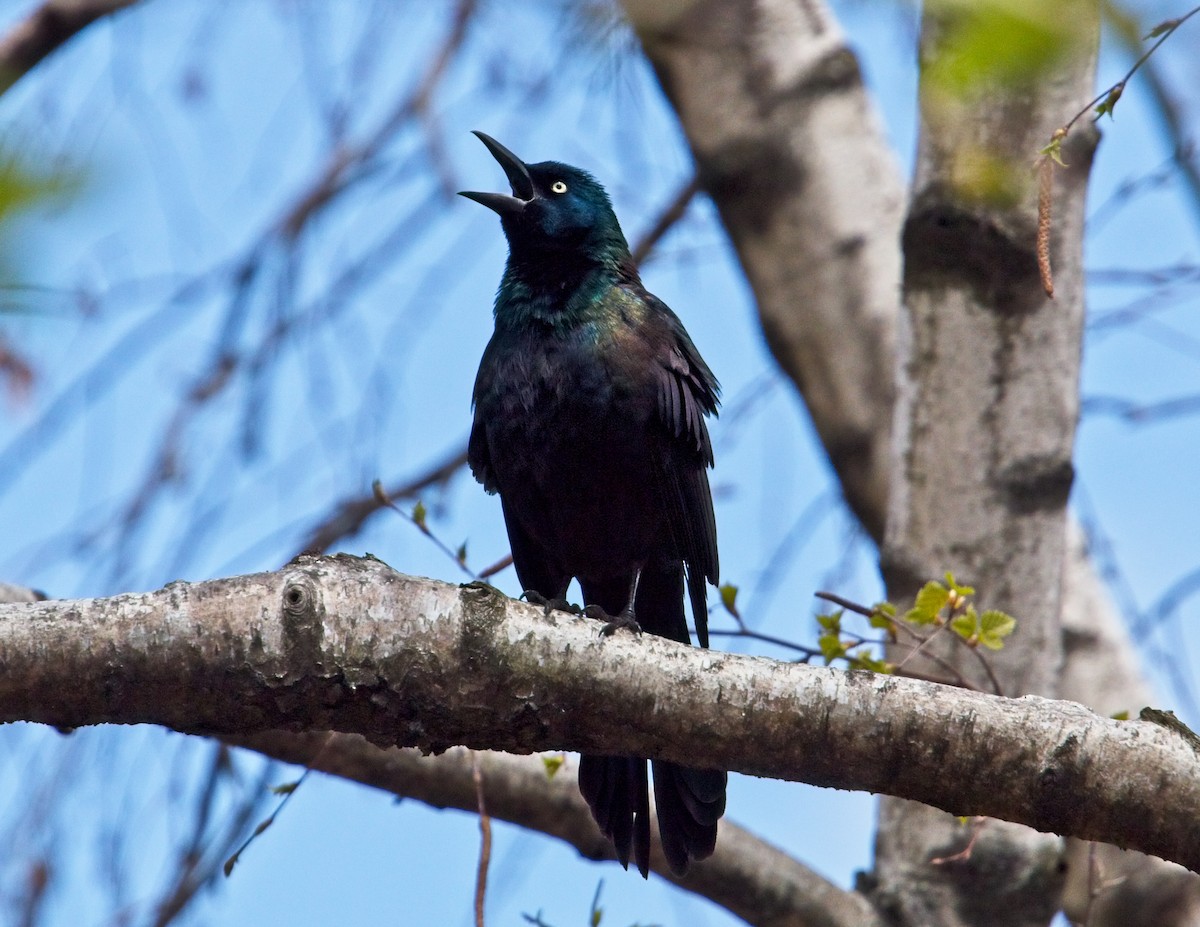 Common Grackle (Bronzed) - ML95258101