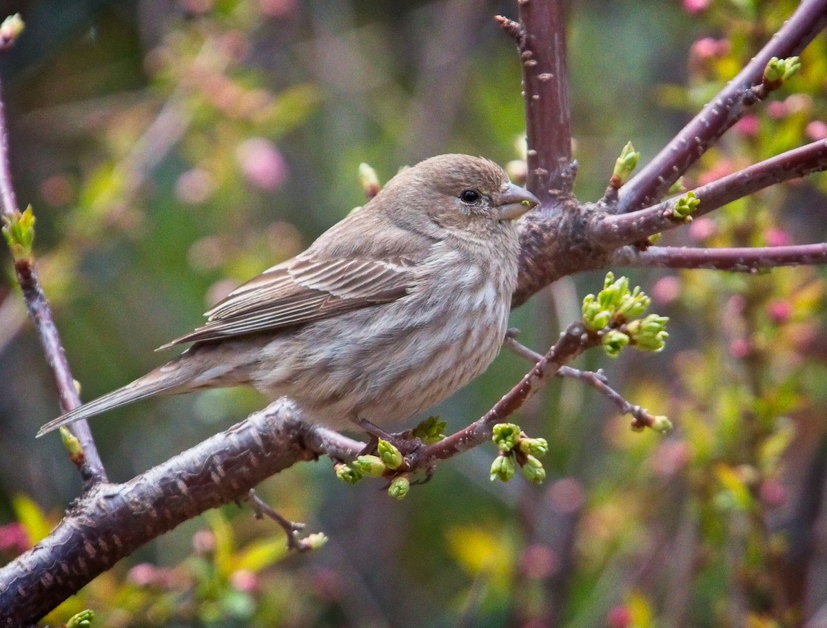 House Finch - Laura Goggin