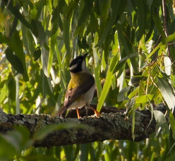 Black-chinned Honeyeater - ML95258351