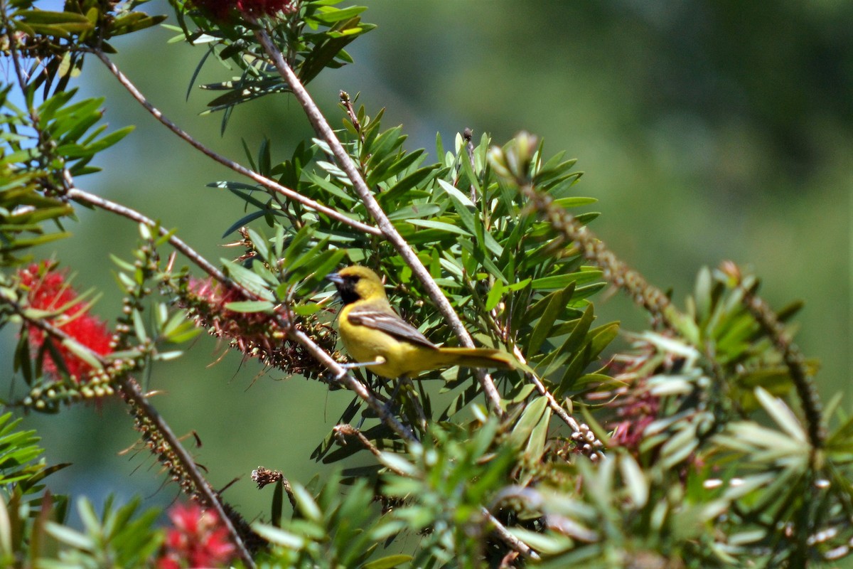 Orchard Oriole - ML95259051