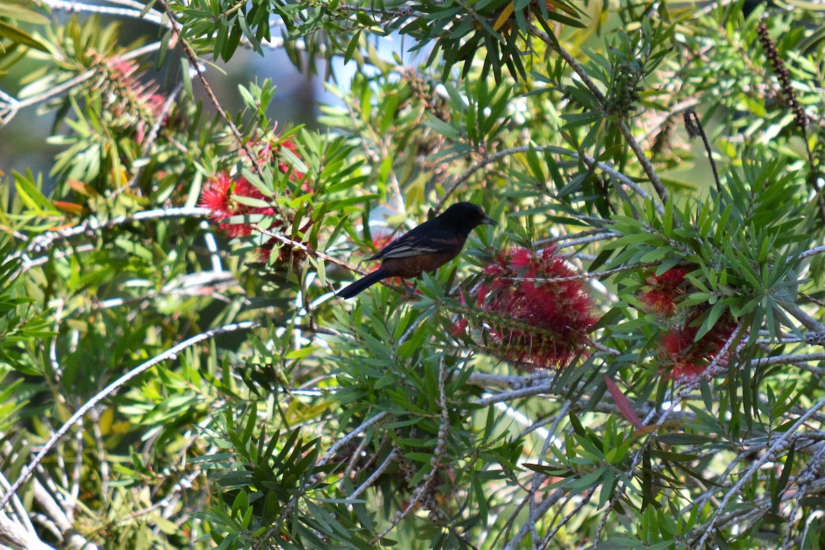 Orchard Oriole - ML95259061