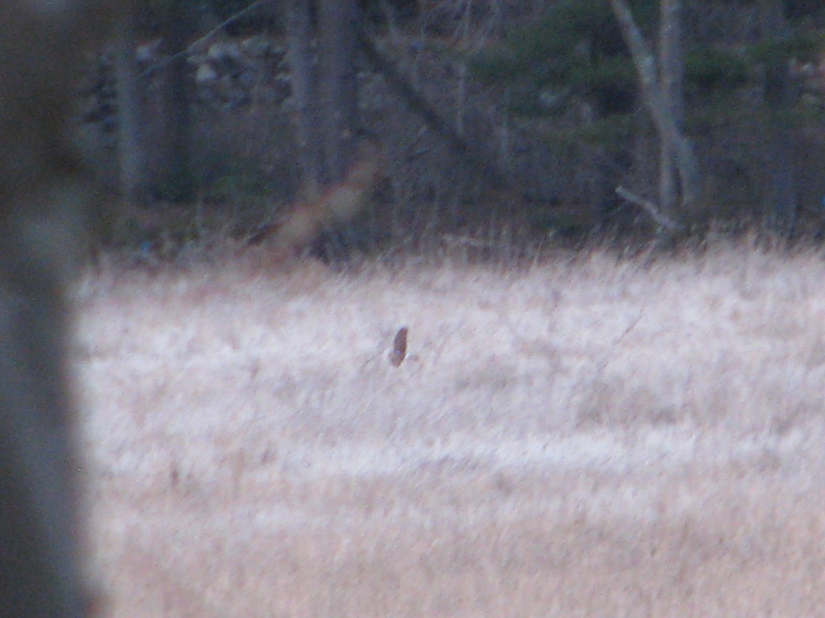 Northern Harrier - ML95259201