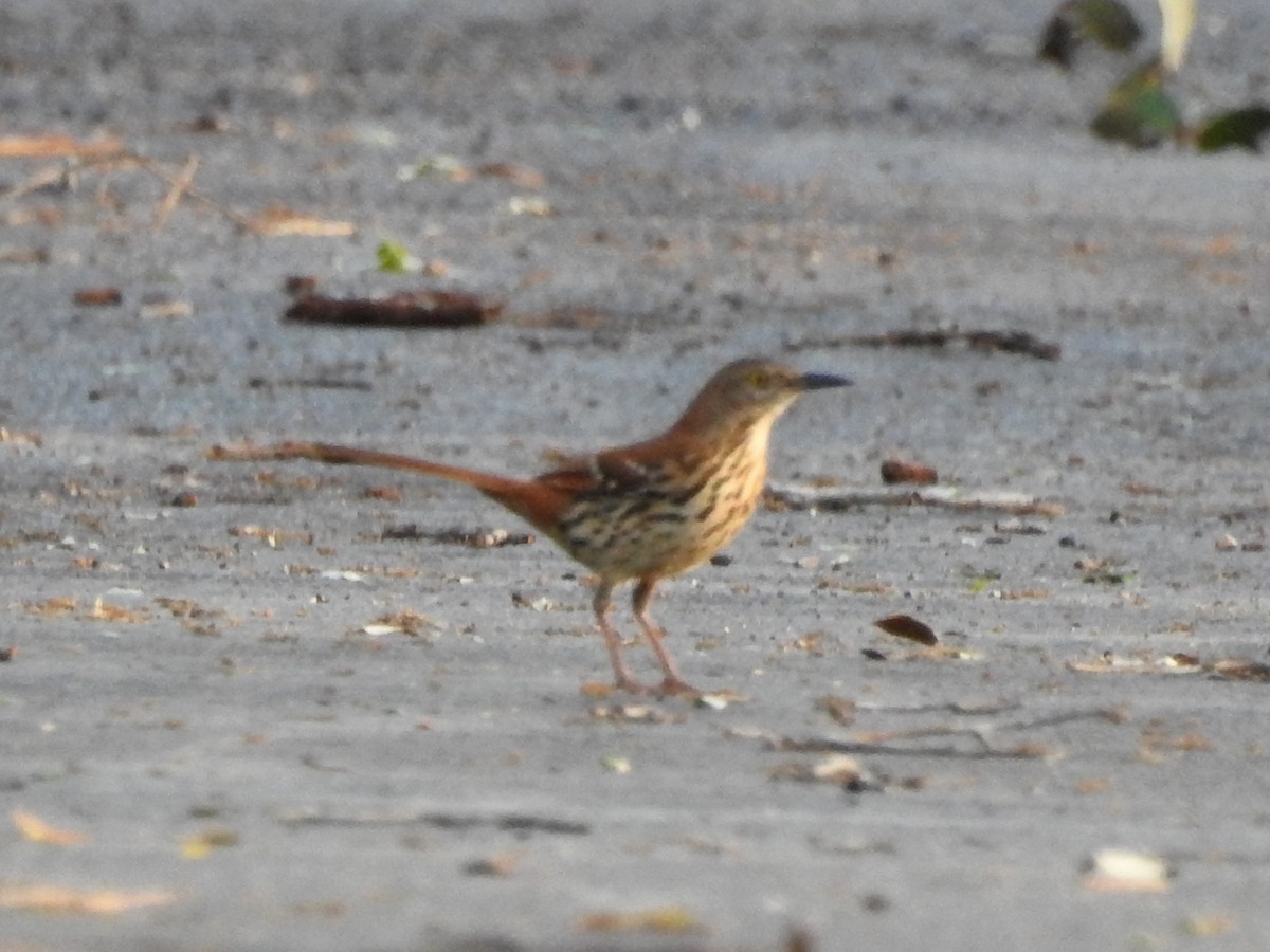 Рыжий пересмешник - ML95259581