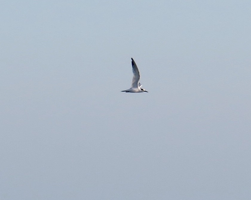 Forster's Tern - ML95260151