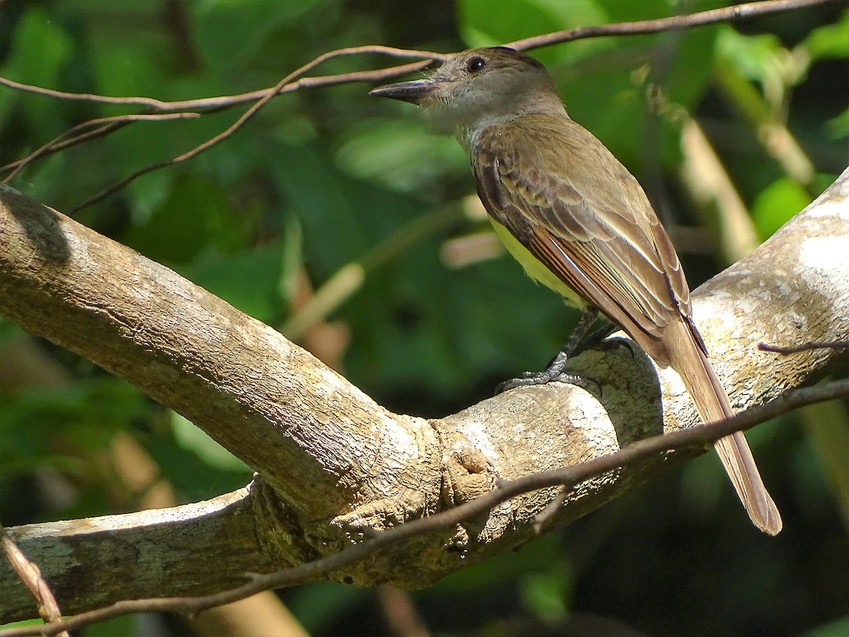 Brown-crested Flycatcher - ML95262771