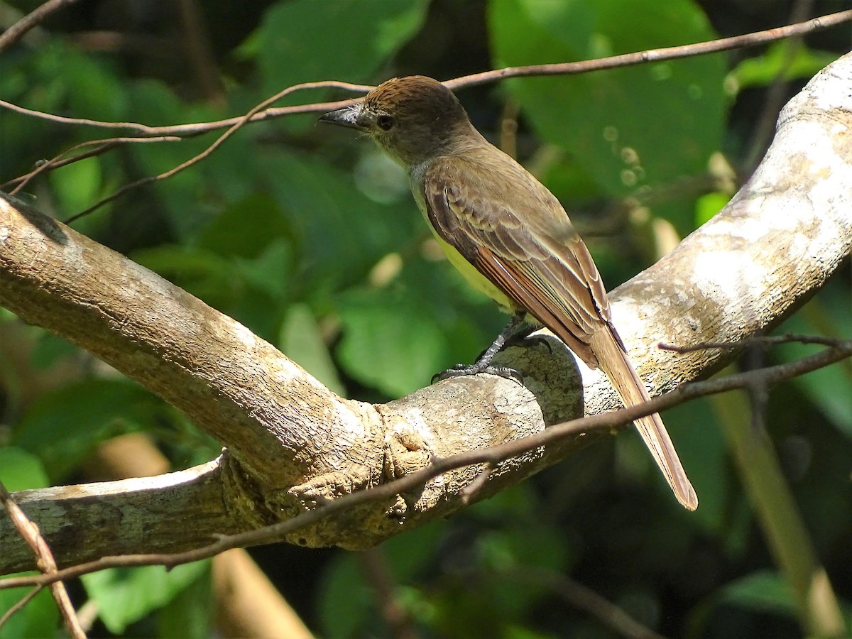 Brown-crested Flycatcher - ML95262861