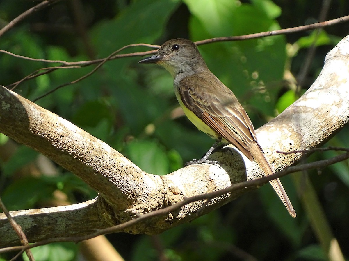 Brown-crested Flycatcher - ML95262871