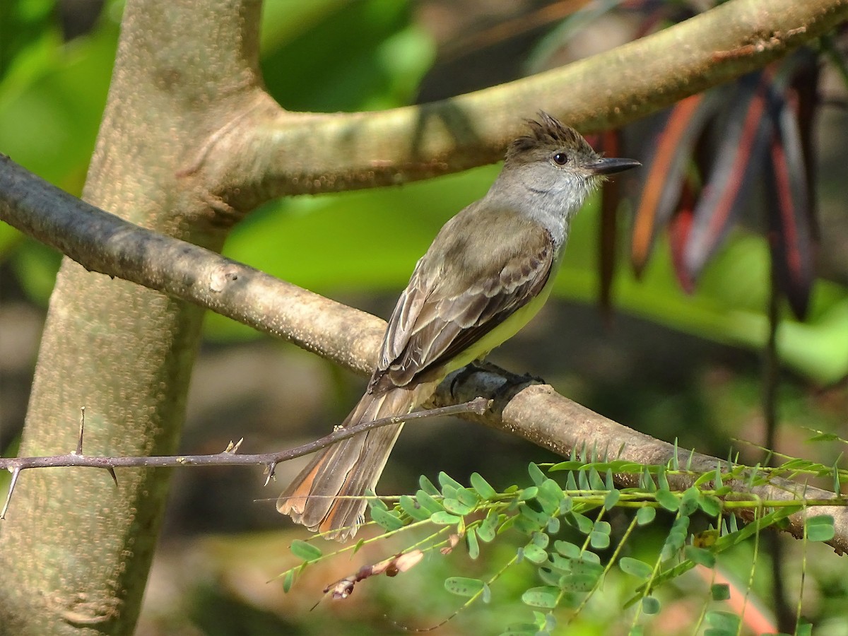 Brown-crested Flycatcher - ML95262911