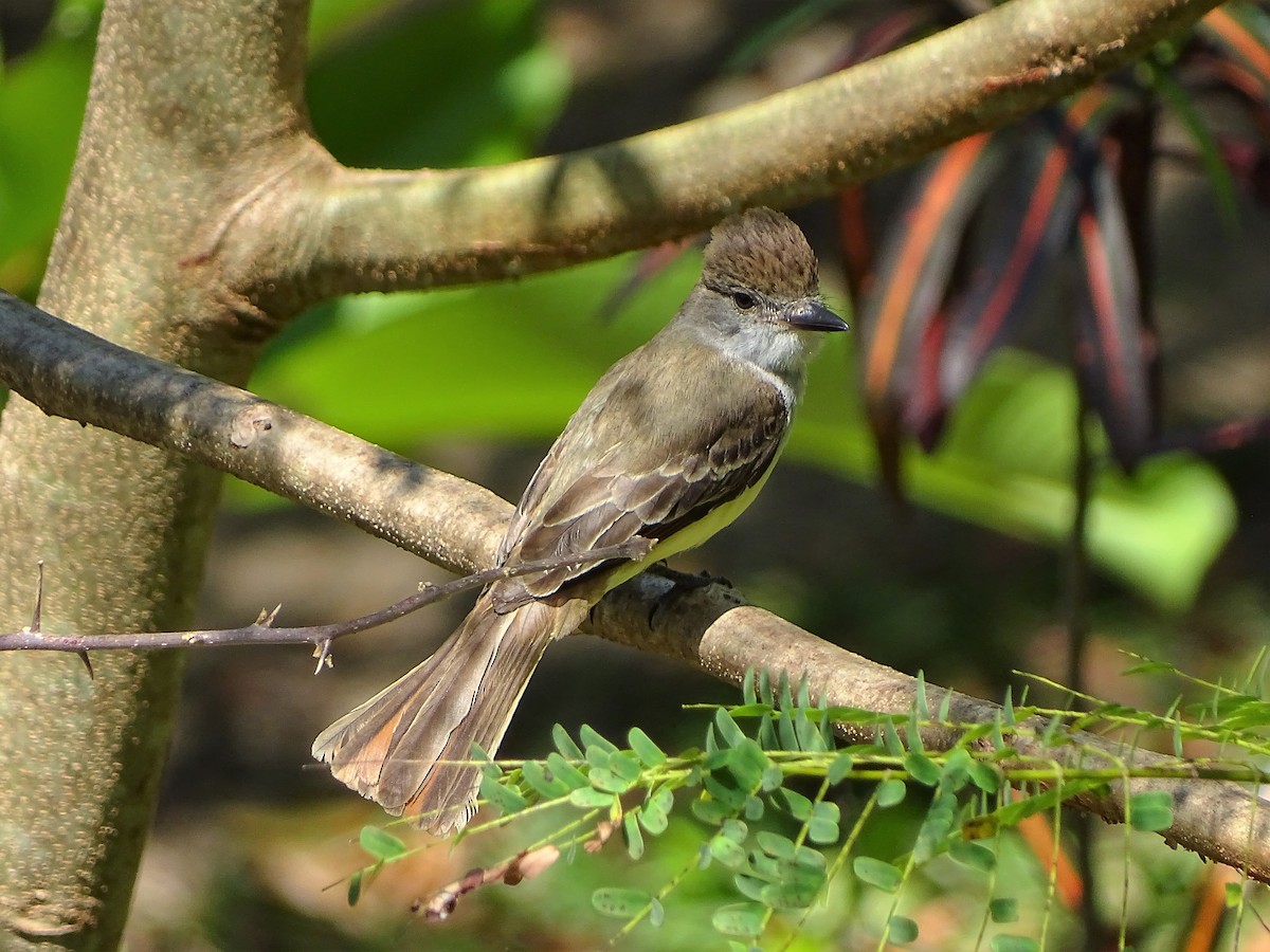 Brown-crested Flycatcher - ML95262931