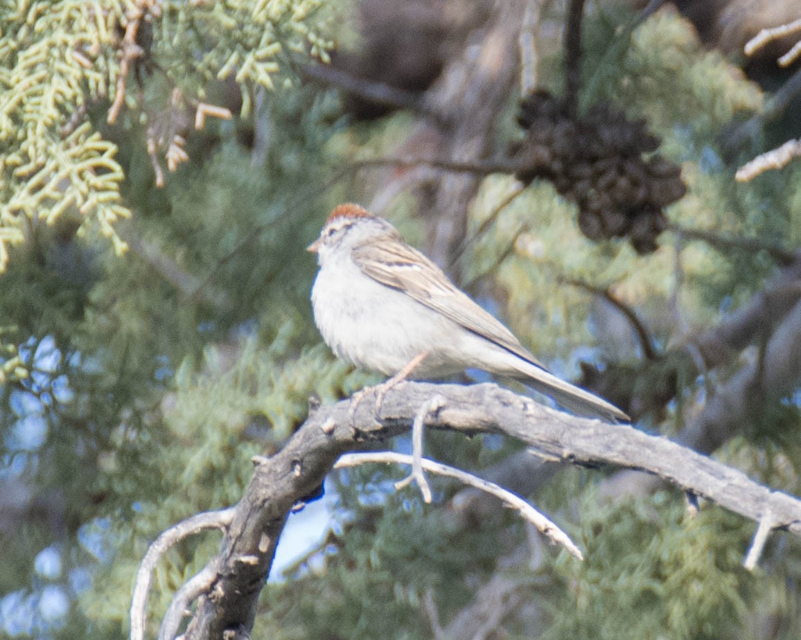 Chipping Sparrow - Jordan Broadhead