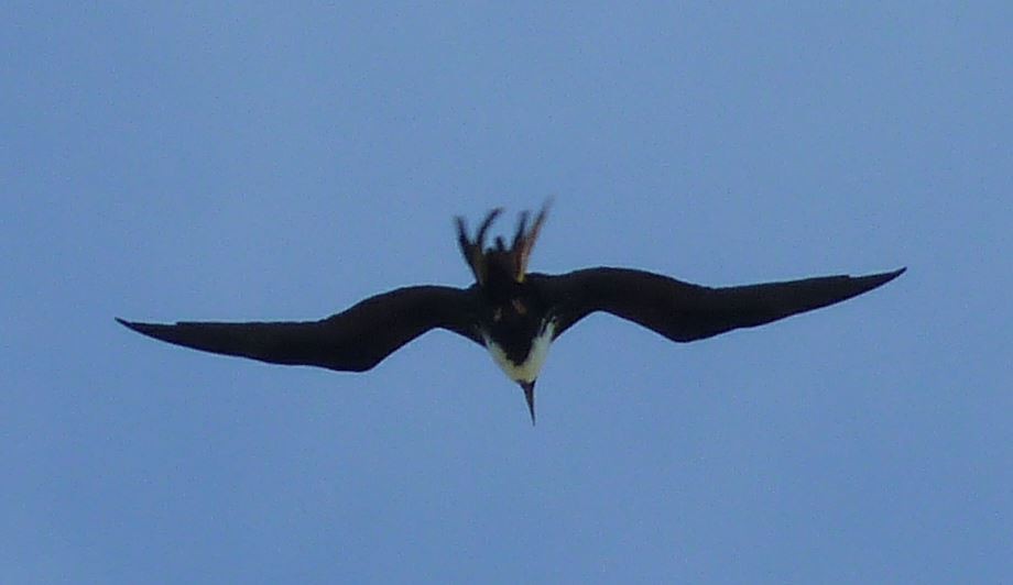 Magnificent Frigatebird - ML95264971