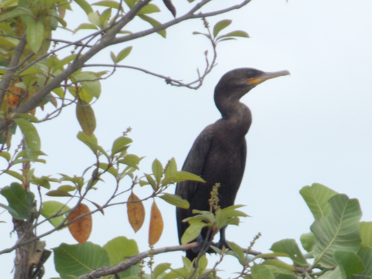 Neotropic Cormorant - ML95268111