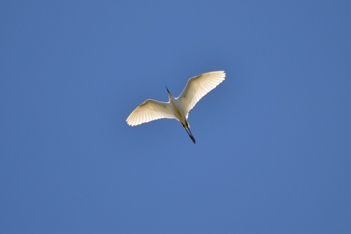 Snowy Egret - ML95268401