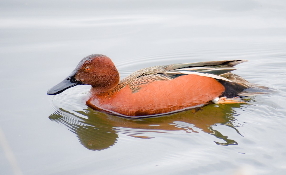 Cinnamon Teal - ML95269431