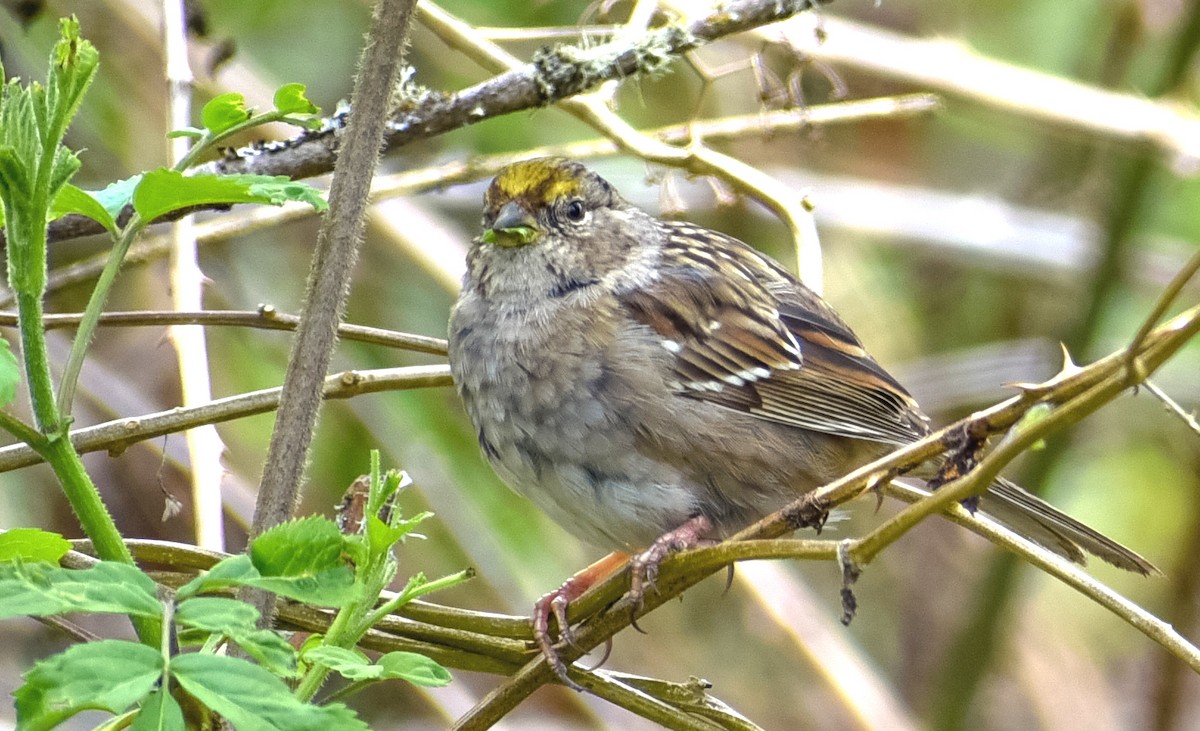 Golden-crowned Sparrow - ML95269891