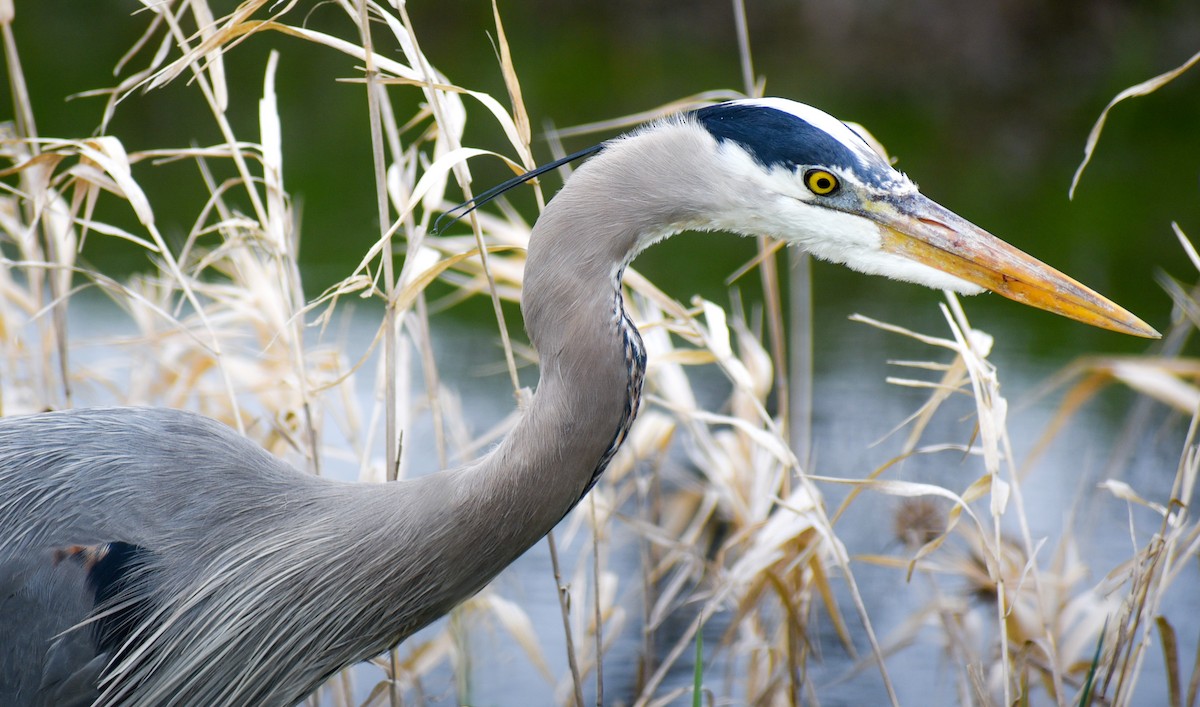 volavka velká [skupina herodias] - ML95270251