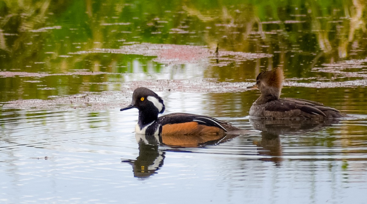 morčák chocholatý - ML95270461