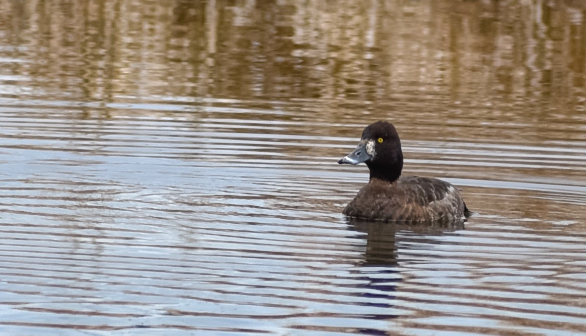 Lesser Scaup - Georgia Gerrior