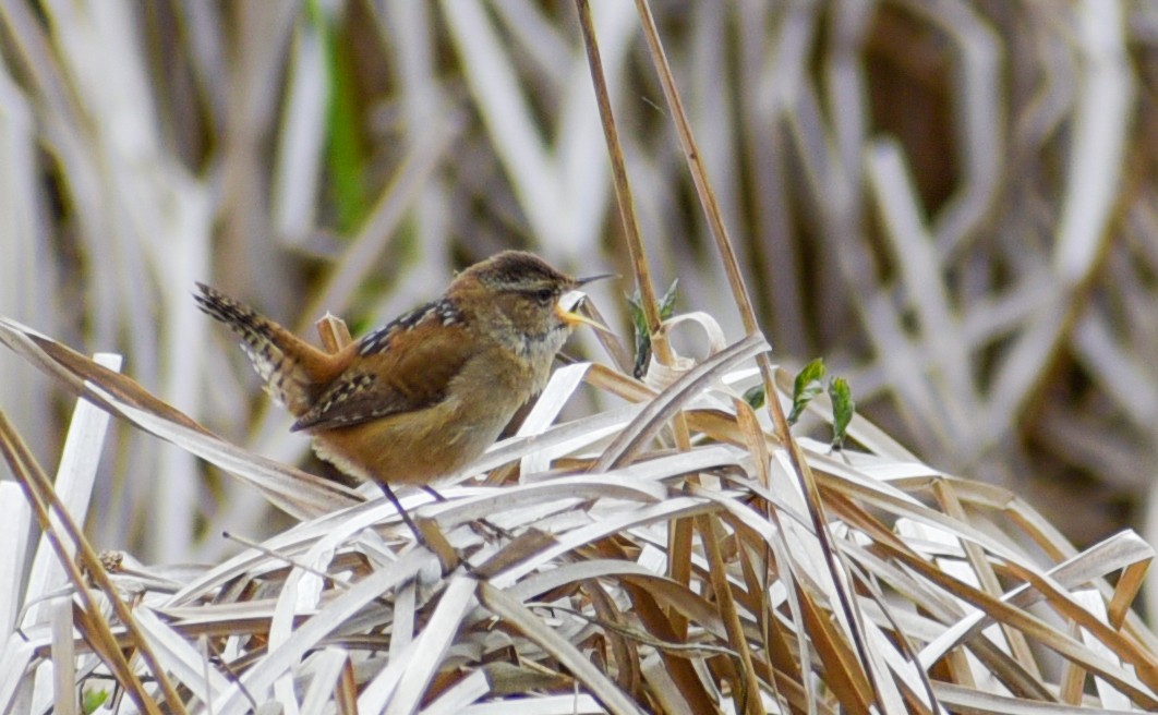 Marsh Wren - ML95271301