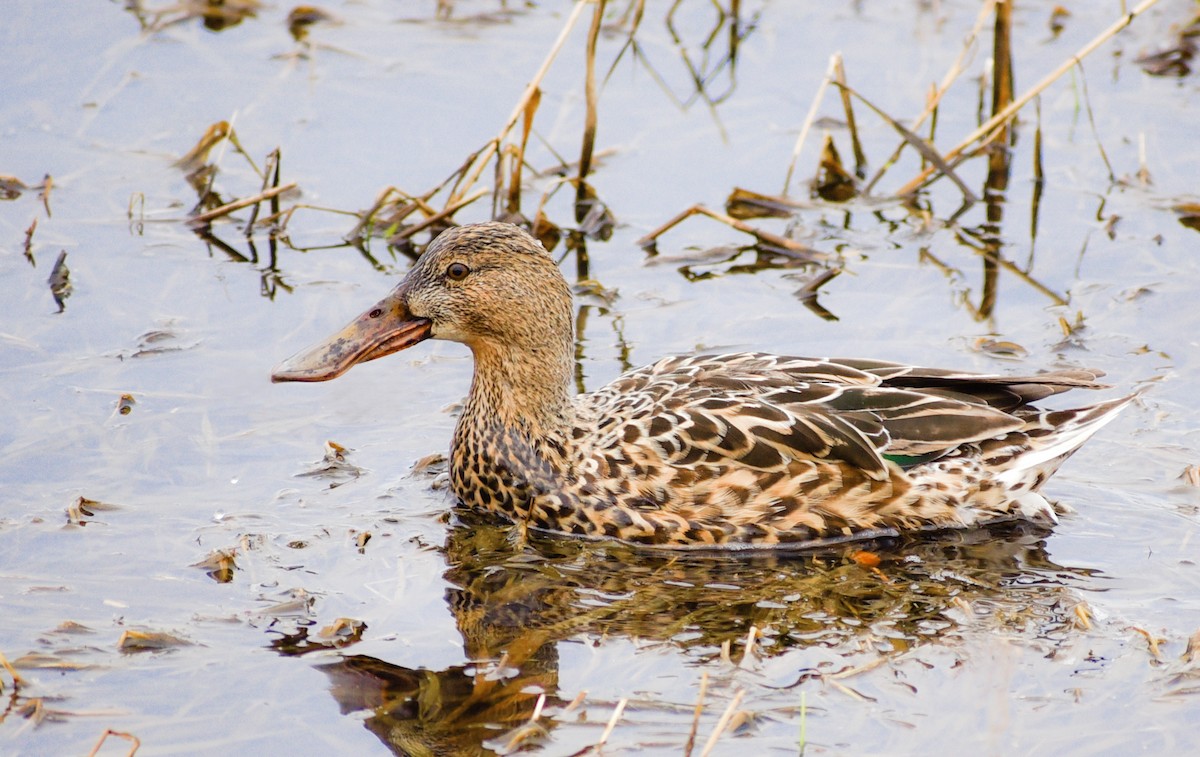 Northern Shoveler - ML95271631