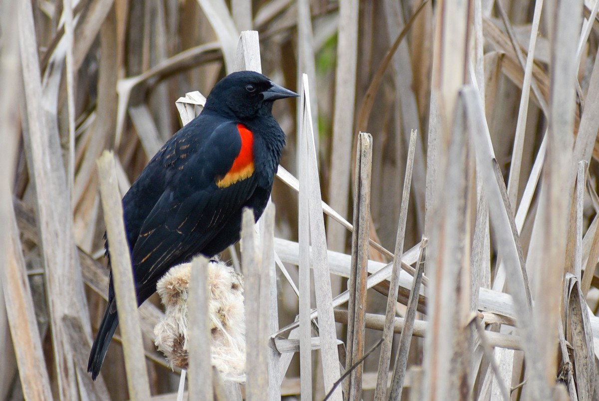 Red-winged Blackbird - ML95272601