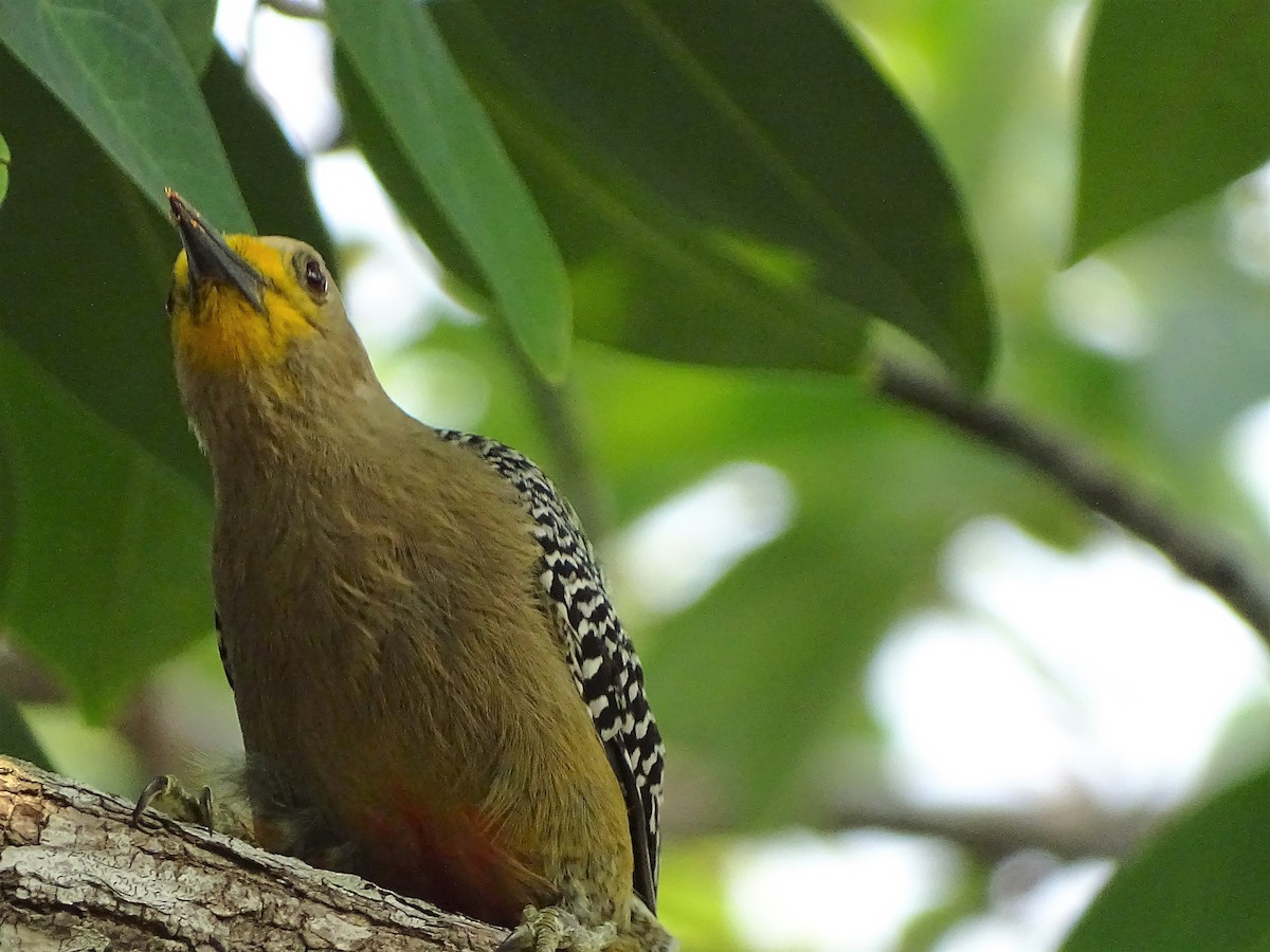 Yucatan Woodpecker - Alfonso Auerbach