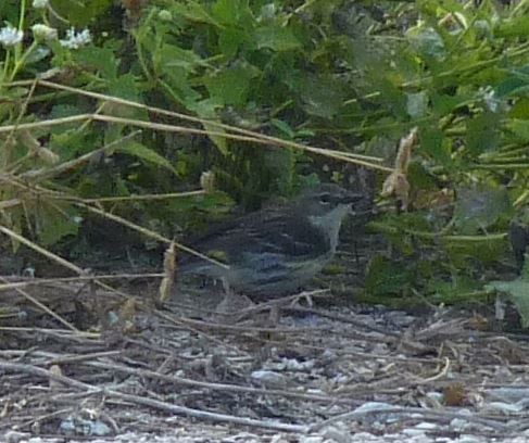 Пісняр-лісовик жовтогузий (підвид coronata) - ML95272871