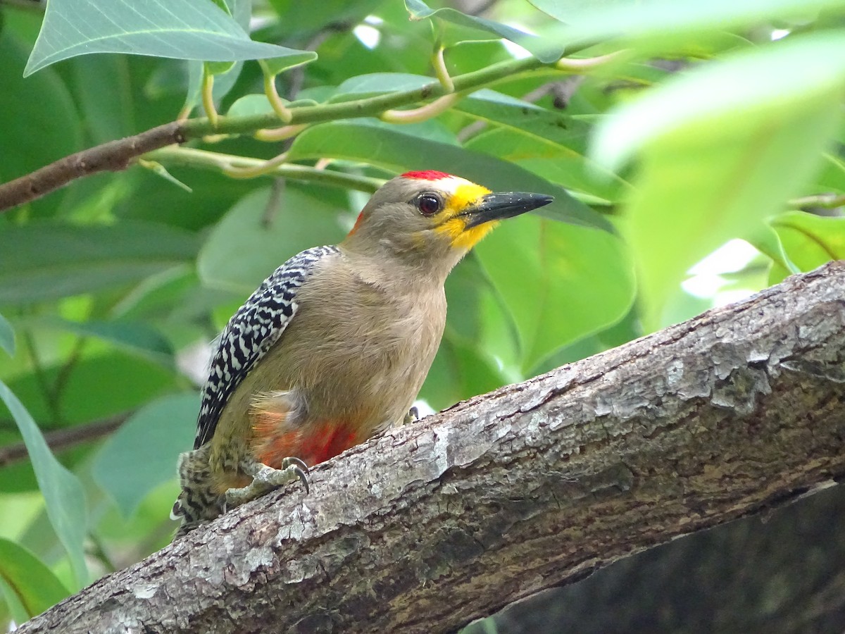 Yucatan Woodpecker - ML95273831