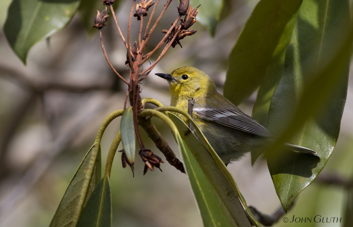 Pine Warbler - John Gluth