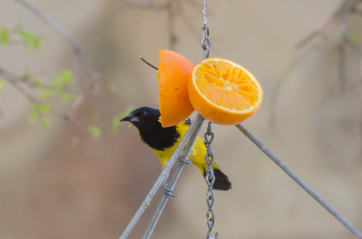 Scott's Oriole - ML95277811