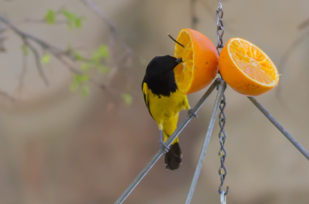 Scott's Oriole - ML95277831