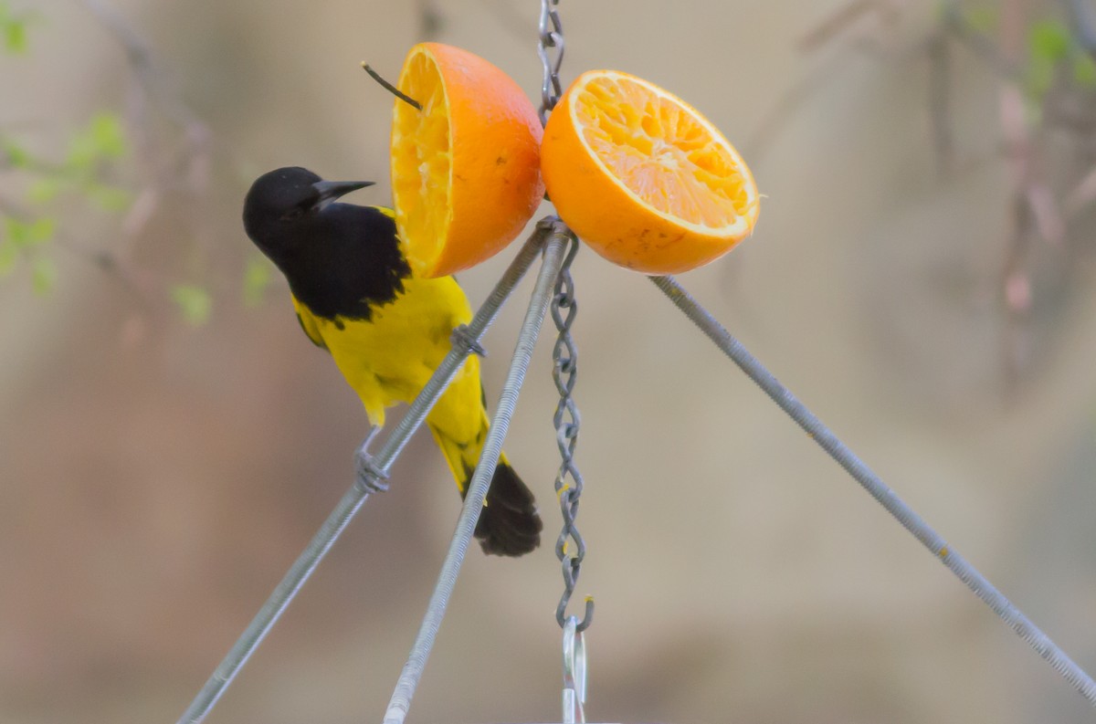 Scott's Oriole - ML95277861