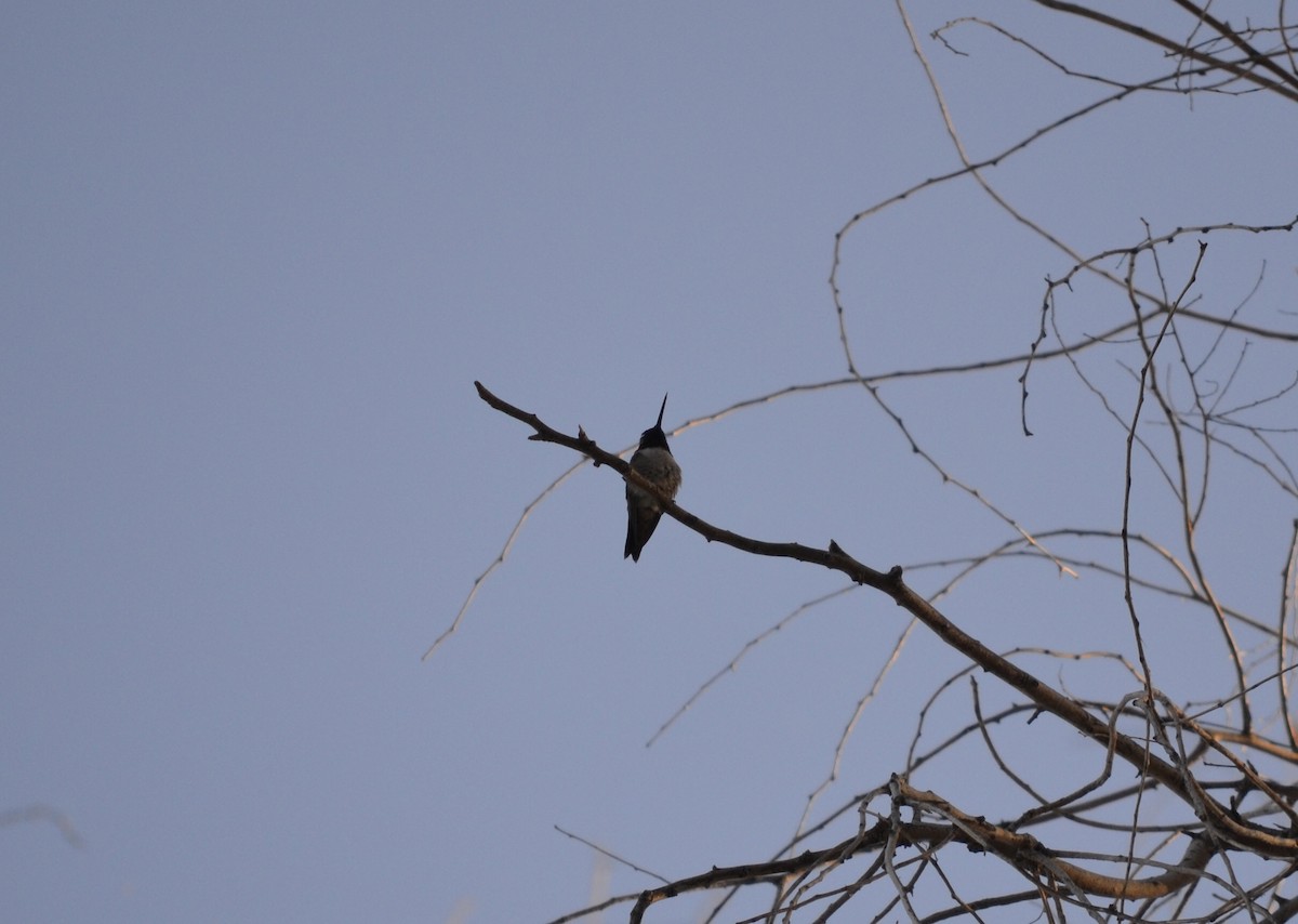 Black-chinned Hummingbird - ML95279251