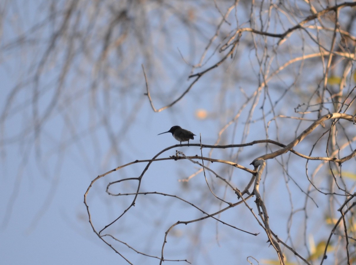 Black-chinned Hummingbird - ML95279261