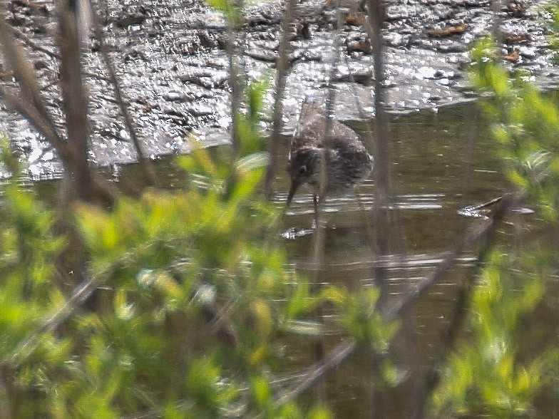 Einsiedelwasserläufer - ML95280761