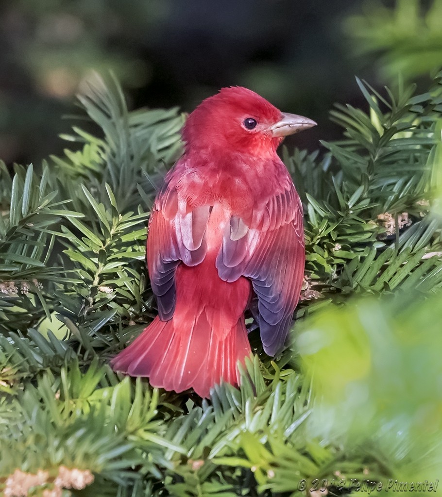 Summer Tanager - ML95281251