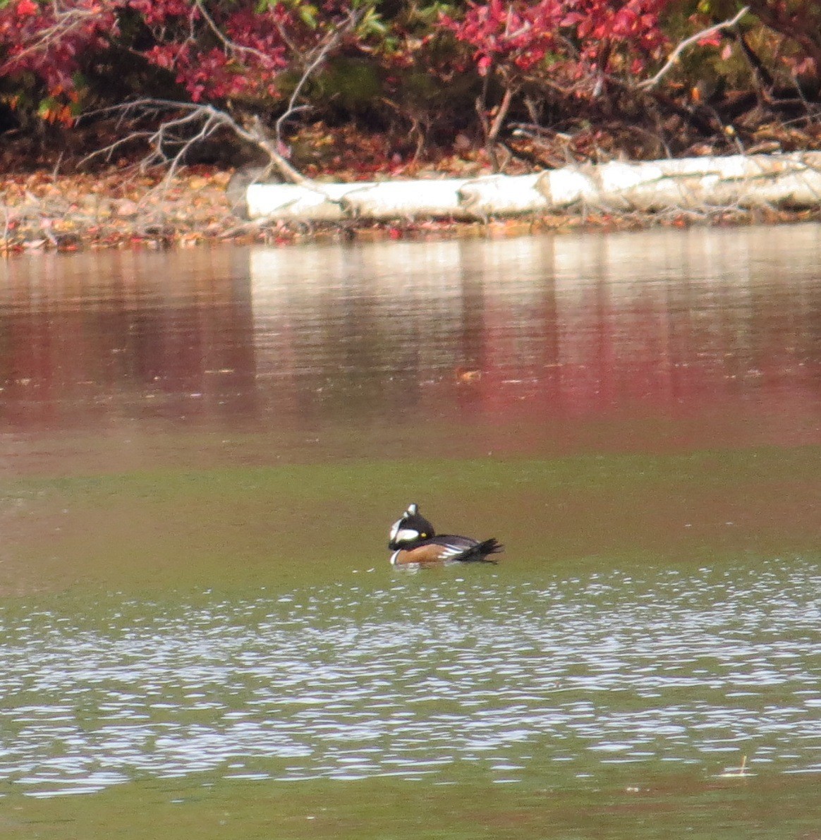 Hooded Merganser - ML95281431